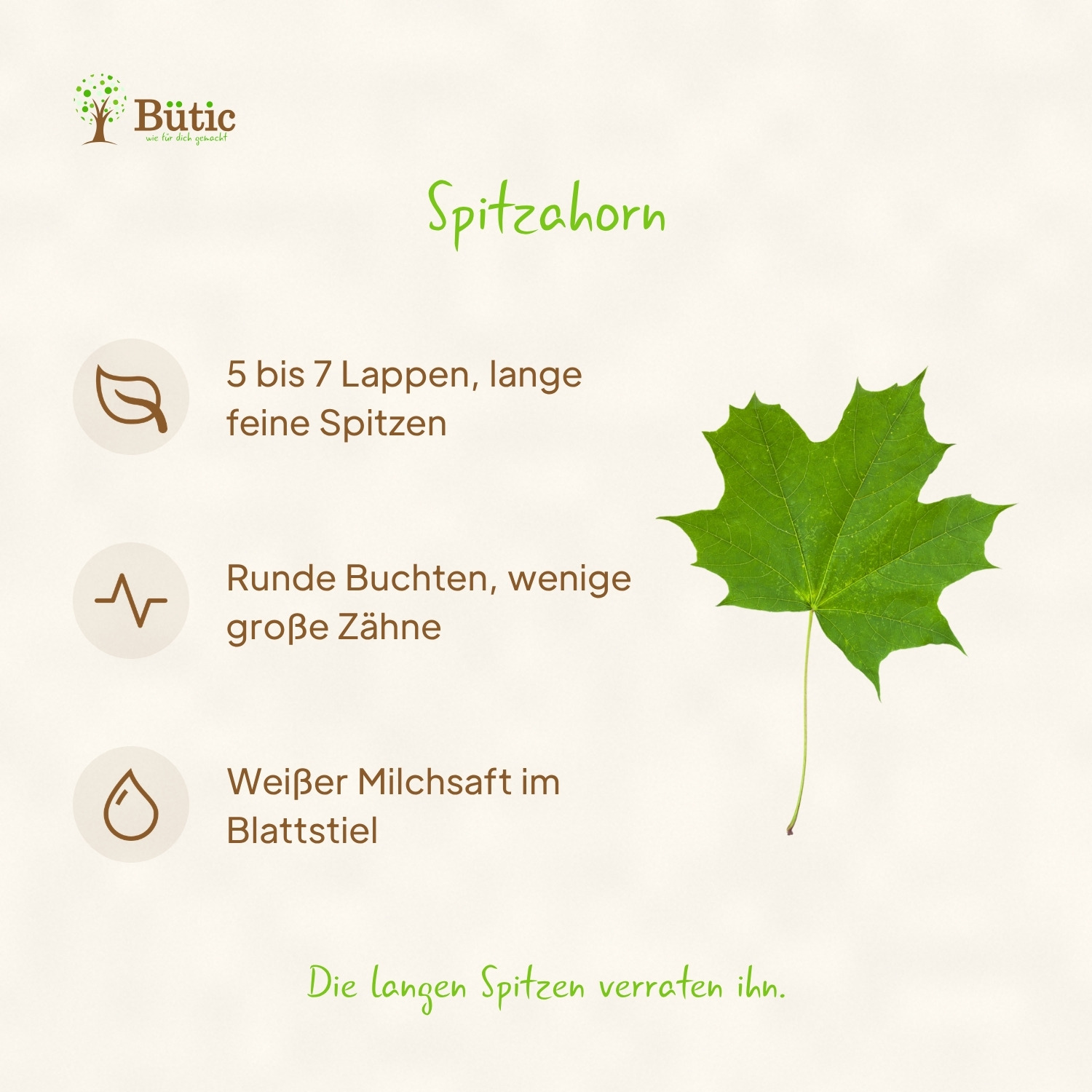Infografik Spitzahorn: 5 bis 7 Lappen, lange feine Spitzen. Runde Buchten, wenige große Zähne. Weißer Milchsaft im Blattstiel. Die langen Spitzen verraten ihn. Daneben ein grünes Blatt des Spitzahorns.