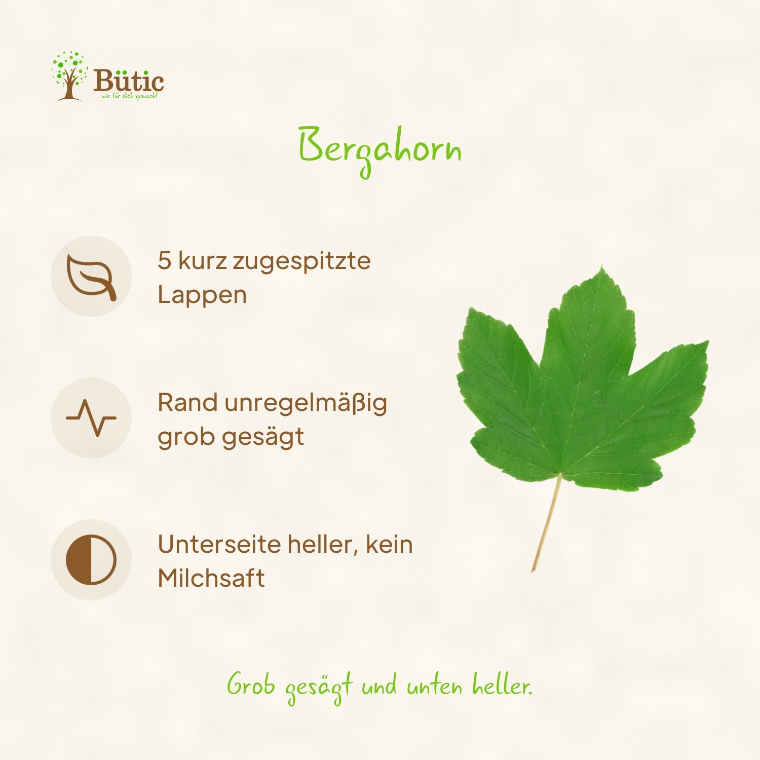 Infografik Bergahorn: 5 kurz zugespitzte Lappen. Rand unregelmäßig grob gesägt. Unterseite heller, kein Milchsaft. Grob gesägt und unten heller. Daneben ein grünes Blatt des Bergahorns.