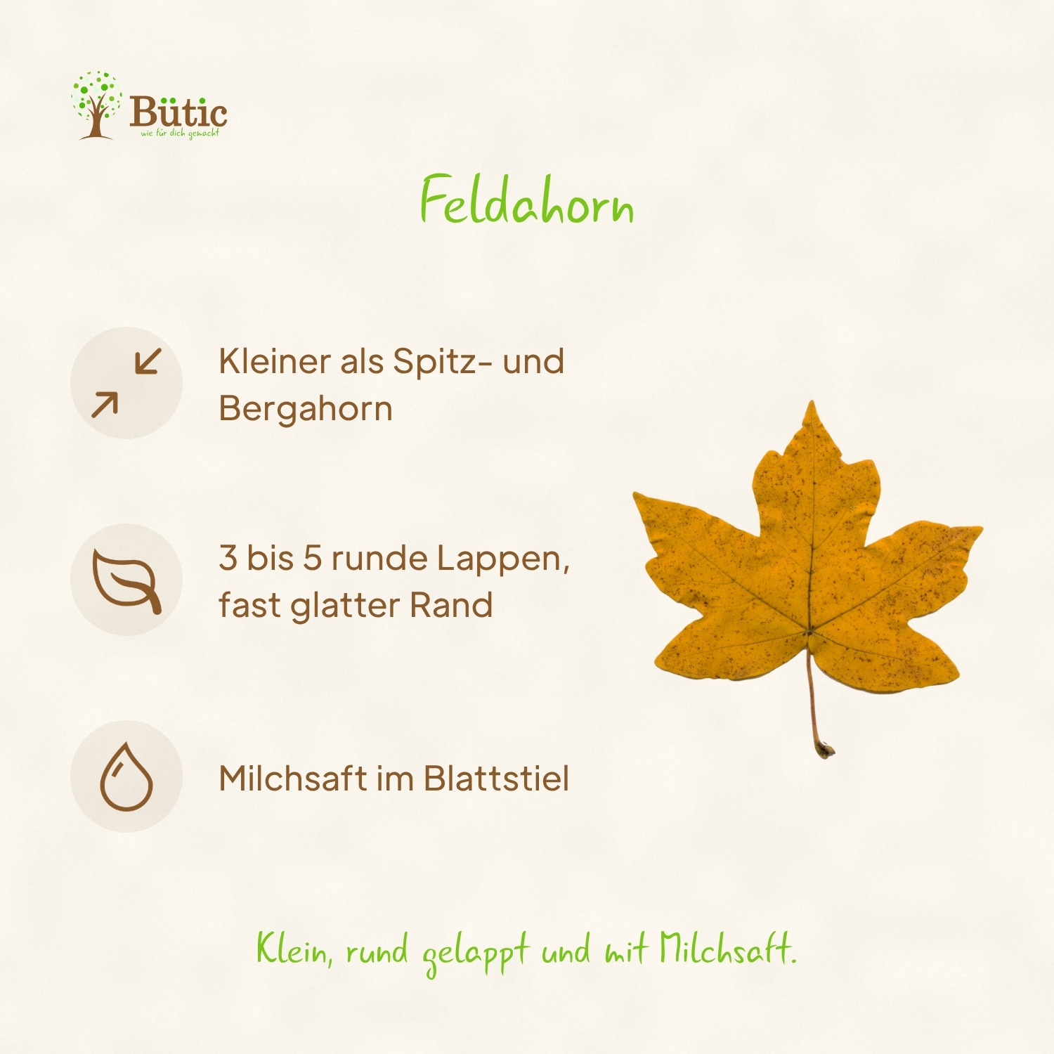 Infografik Feldahorn: Kleiner als Spitz- und Bergahorn. 3 bis 5 runde Lappen, fast glatter Rand. Milchsaft im Blattstiel. Klein, rund gelappt und mit Milchsaft. Daneben ein gelbes Herbstblatt des Feldahorns.