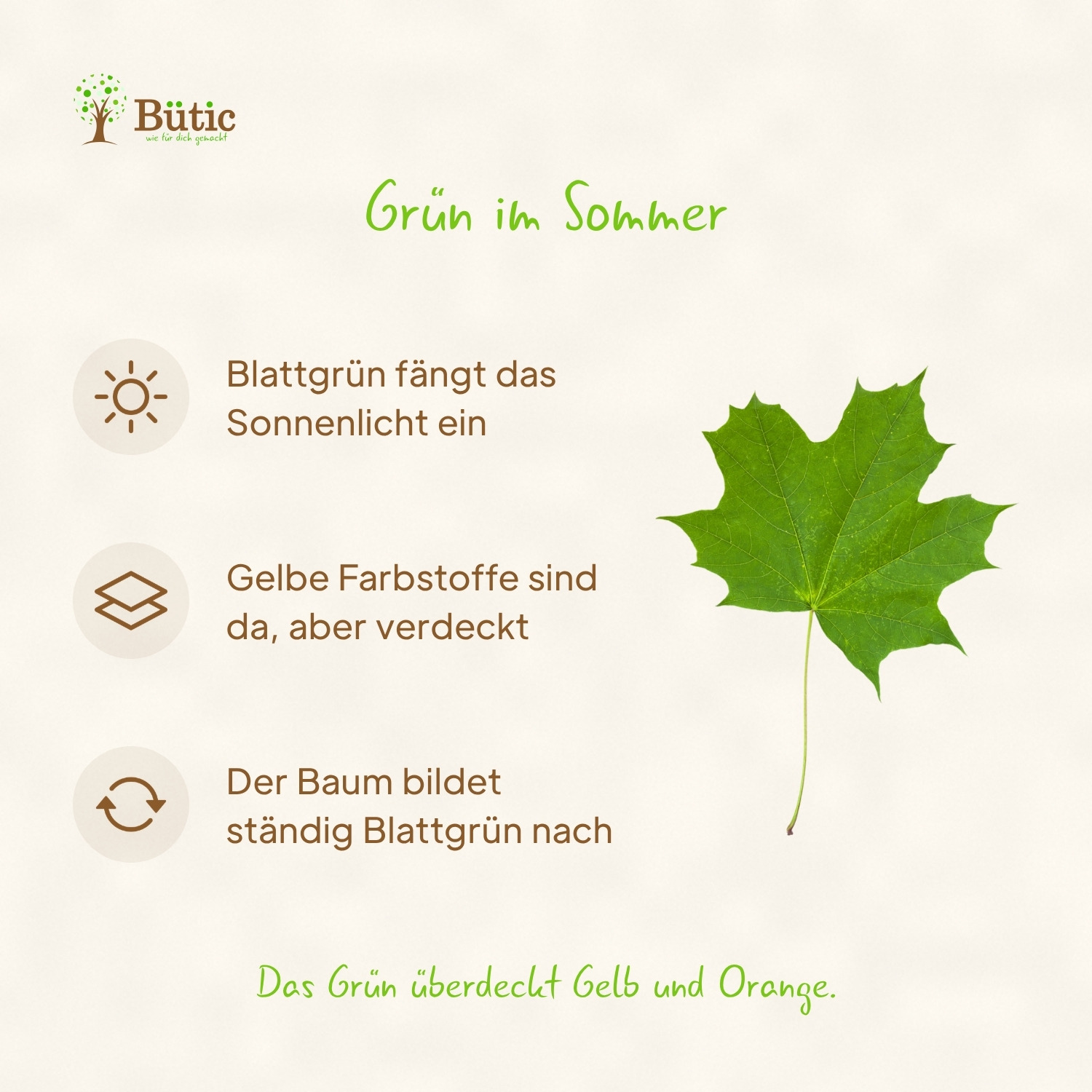 Infografik Grün im Sommer: Blattgrün fängt das Sonnenlicht ein. Gelbe Farbstoffe sind da, aber verdeckt. Der Baum bildet ständig Blattgrün nach. Das Grün überdeckt Gelb und Orange. Daneben ein grünes Blatt des Spitzahorns.