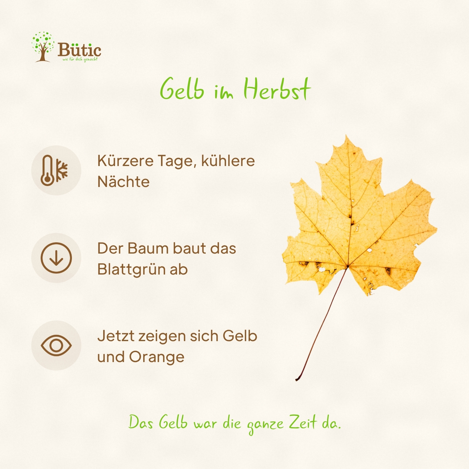 Infografik Gelb im Herbst: Kürzere Tage, kühlere Nächte. Der Baum baut das Blattgrün ab. Jetzt zeigen sich Gelb und Orange. Das Gelb war die ganze Zeit da. Daneben ein gelbes Blatt des Spitzahorns.