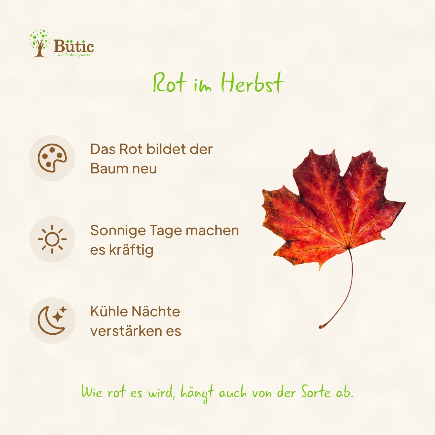 Infografik Rot im Herbst: Das Rot bildet der Baum neu. Sonnige Tage machen es kräftig. Kühle Nächte verstärken es. Wie rot es wird, hängt auch von der Sorte ab. Daneben ein rotes Blatt des Spitzahorns.