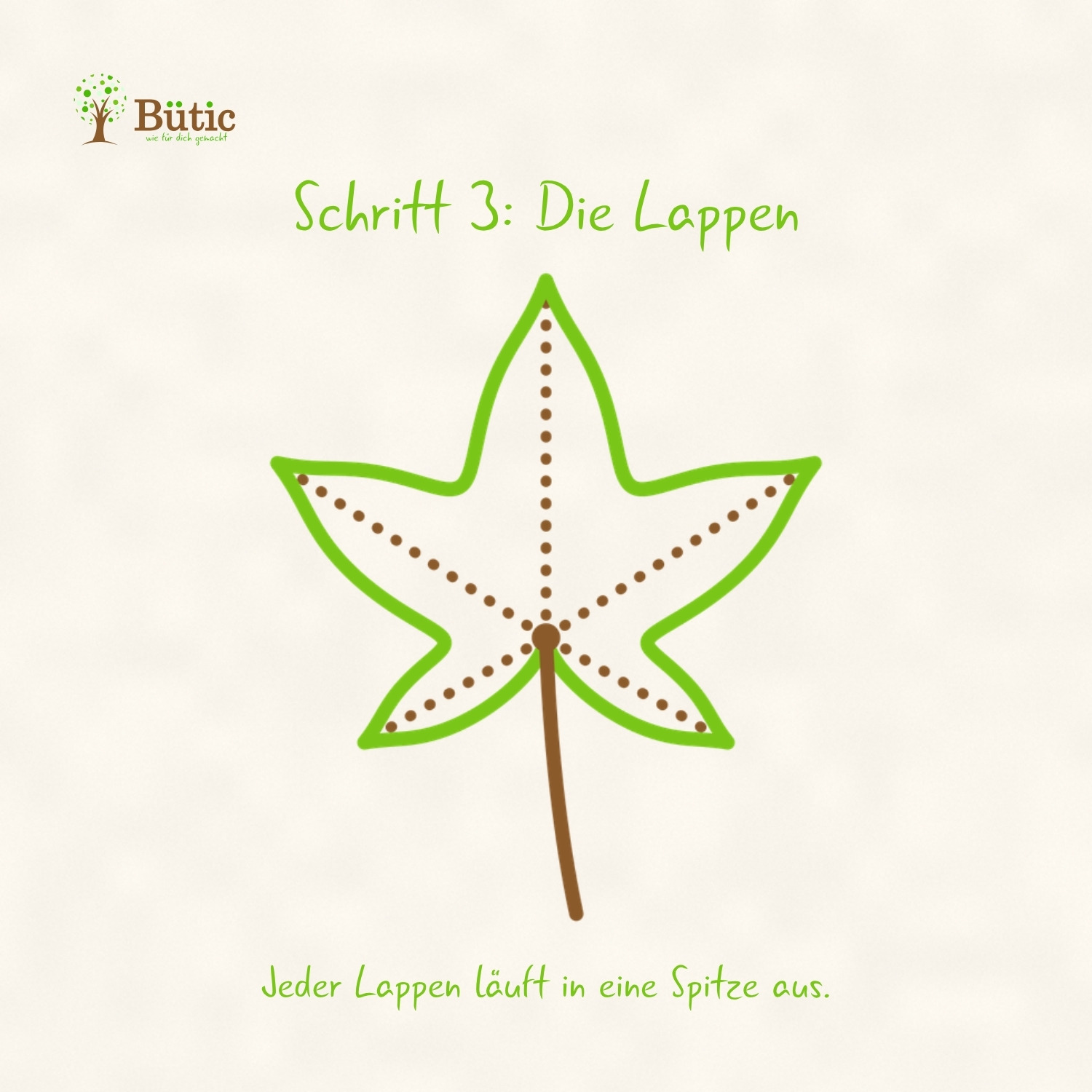 Infografik Schritt 3: Die Lappen. Um die fünf gepunkteten Strahlen liegt der Umriss eines Ahornblatts mit fünf spitzen Lappen. Jeder Lappen läuft in eine Spitze aus.