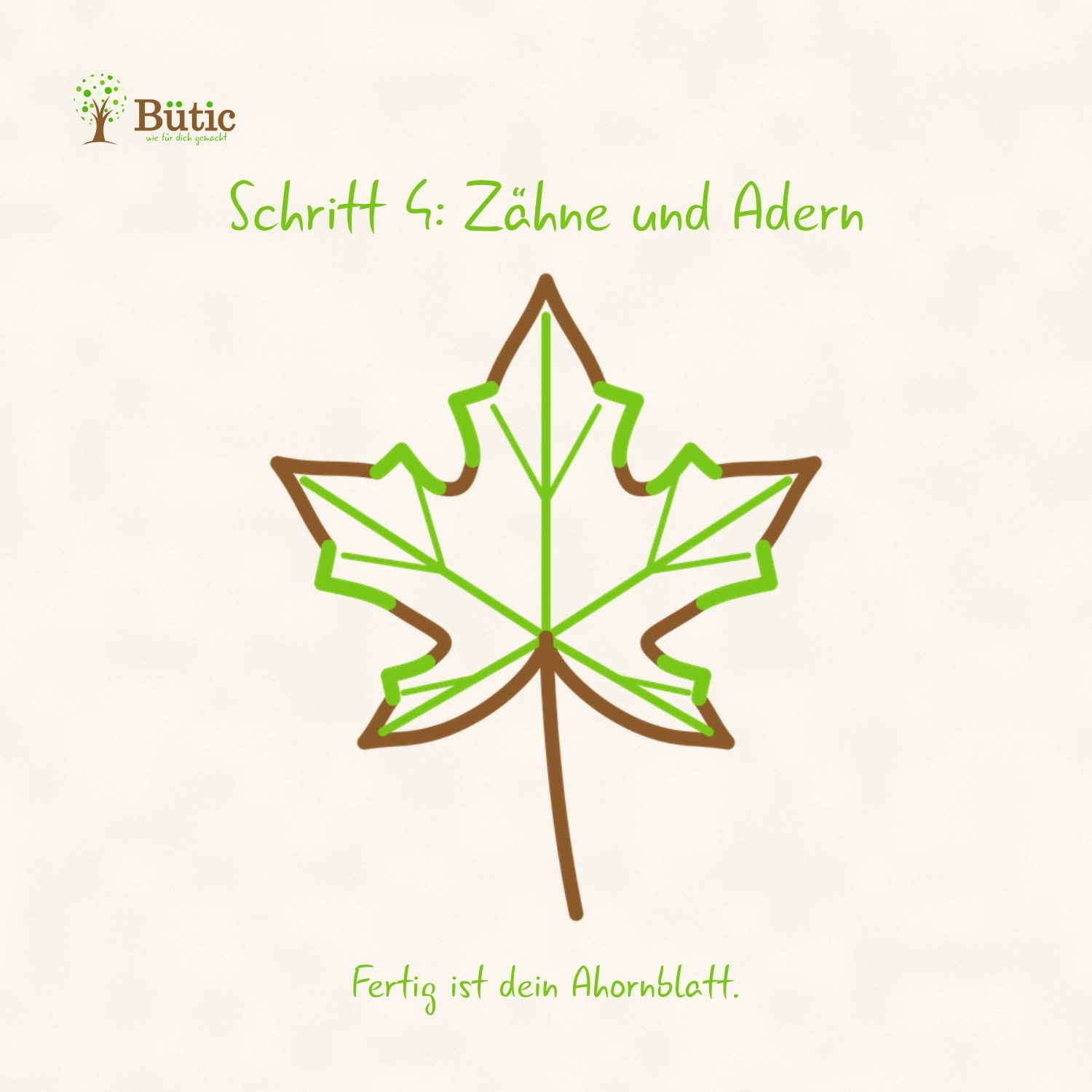 Infografik Schritt 4: Zähne und Adern. Fertiges Ahornblatt mit großen Zähnen am Rand, Hauptadern entlang der Strahlen und feinen Seitenadern zu den Zähnen. Fertig ist dein Ahornblatt.