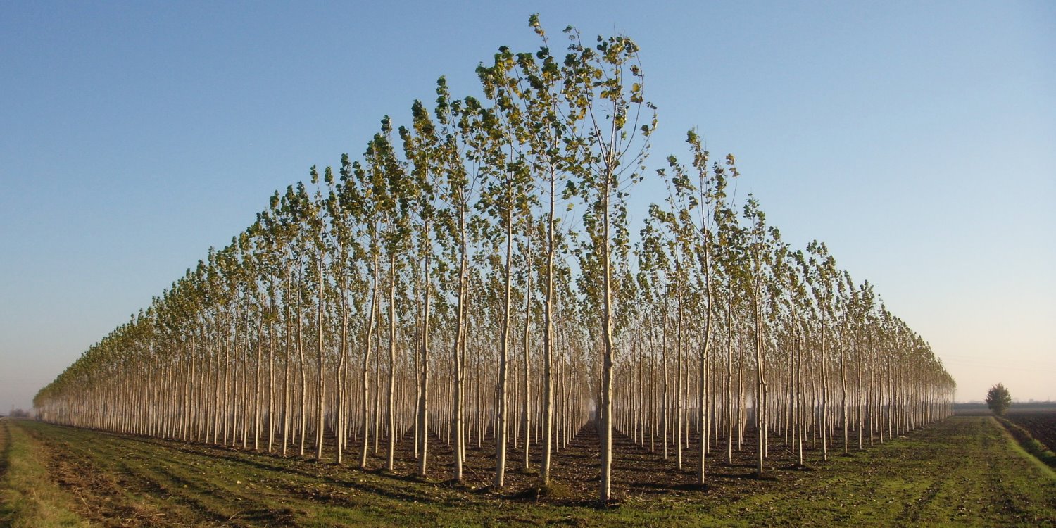 Reihe junger Hybridpappeln auf einer Plantage mit gleichmäßigem Pflanzabstand