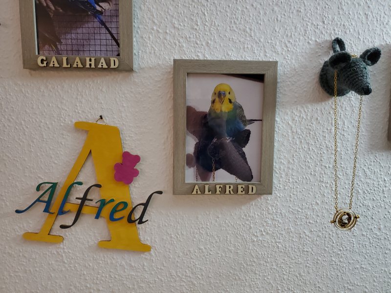 Gelber Holzbuchstabe A mit dem Schriftzug „Alfred“ neben dem gerahmten Foto des Wellensittichs Alfred